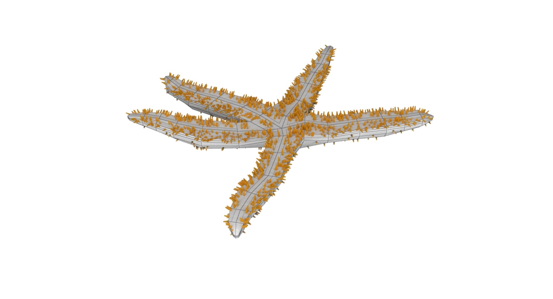 3D starfish star fish model https://p.turbosquid.com/ts-thumb/oa/SCXgd4/Bi7RF8VP/wire4/jpg/1535120067/1920x1080/fit_q87/13593f59dd732d7c9d681f06e2d0e25ffffcde81/wire4.jpg
