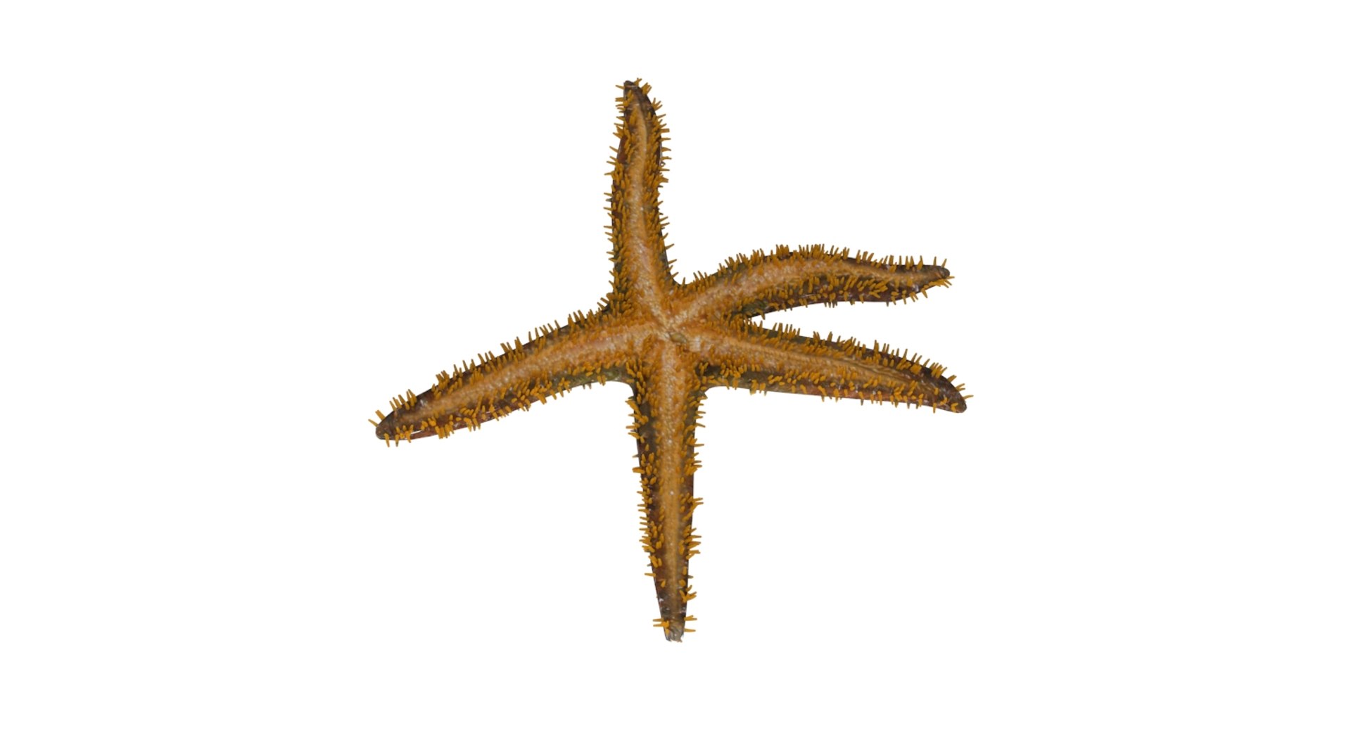 3D starfish star fish model https://p.turbosquid.com/ts-thumb/oa/SCXgd4/HxTVPKjW/06/jpg/1535120066/1920x1080/fit_q87/b6d2761e8f04a40b14465265e5db1434f2c1205a/06.jpg