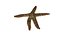 Estrella de mar