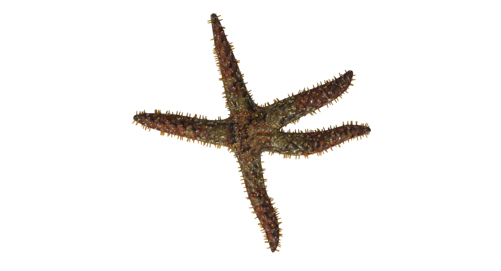 3D starfish star fish model https://p.turbosquid.com/ts-thumb/oa/SCXgd4/Y0khx8ox/04/jpg/1535120066/1920x1080/fit_q87/050c704b6933365636898efa1dd6962960755942/04.jpg