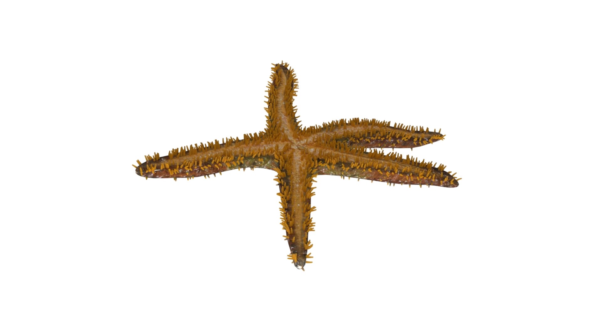 3D starfish star fish model https://p.turbosquid.com/ts-thumb/oa/SCXgd4/aQjM1YIh/07/jpg/1535120067/1920x1080/fit_q87/50d9ef4c095d9202fcee43e74f799cadd84cb2e6/07.jpg