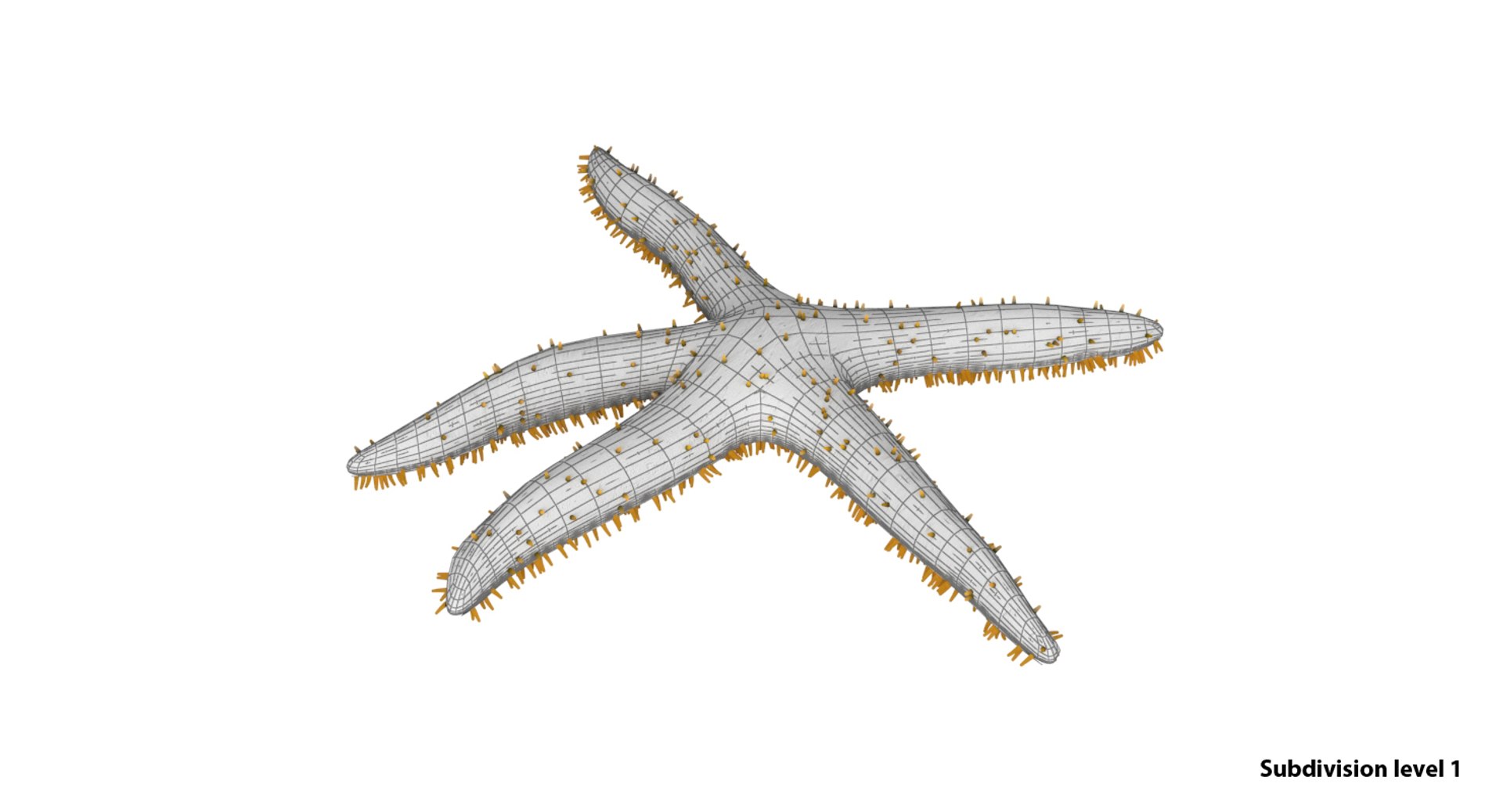 3D starfish star fish model https://p.turbosquid.com/ts-thumb/oa/SCXgd4/vgKvKZqp/wire1/jpg/1535120067/1920x1080/fit_q87/e70be0692669b1d5936c4ba6406e75a1e18142c6/wire1.jpg