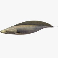 Aba Aba Fish