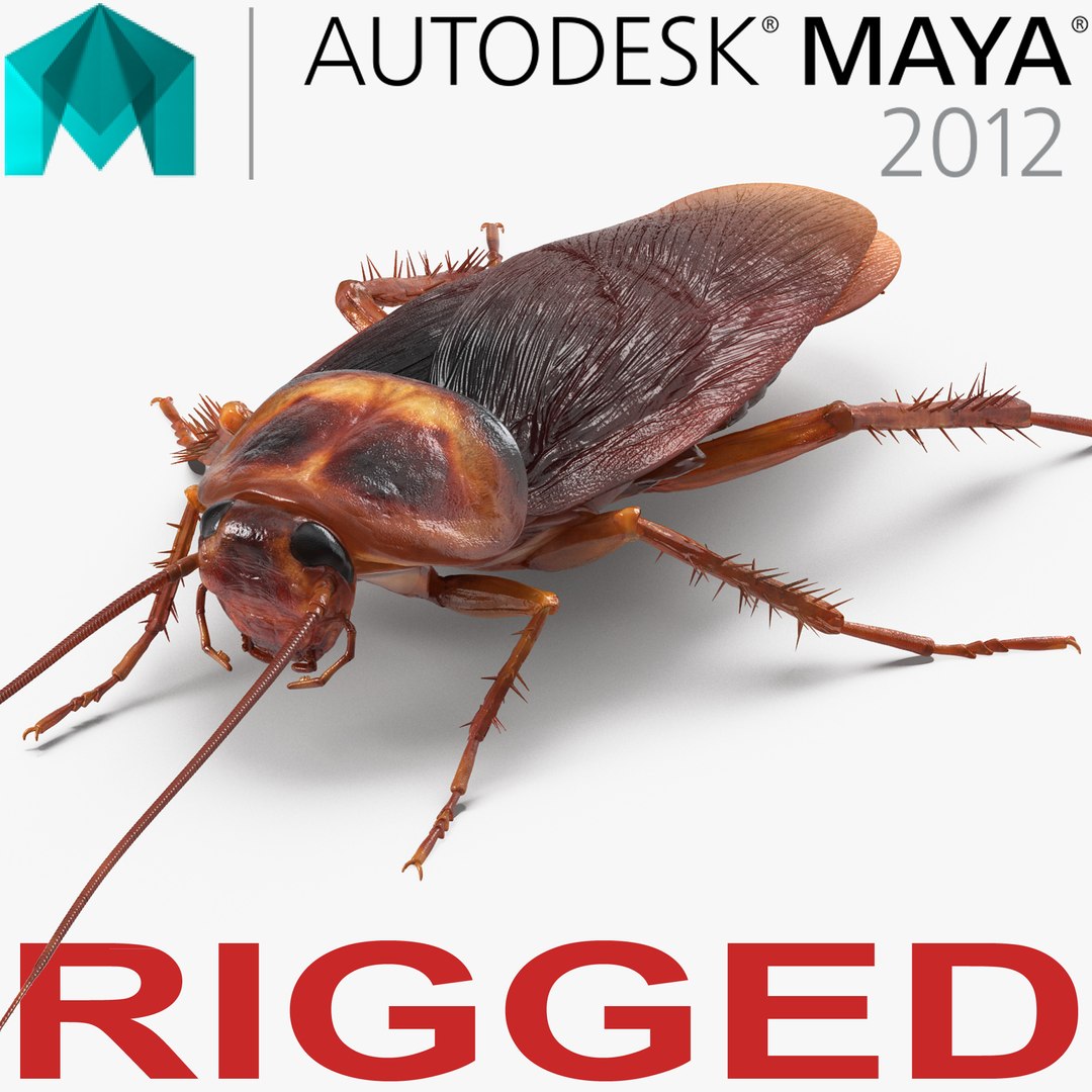 Cockroach Rigged for Maya 3D model preview