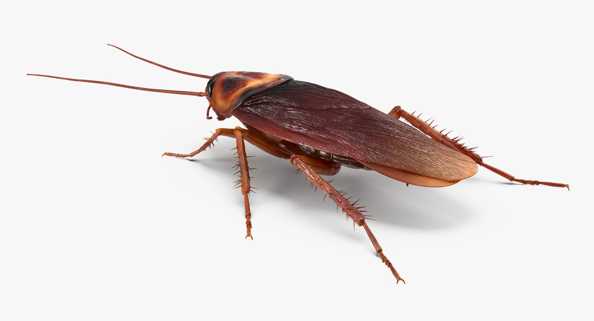 Cockroach Rigged Model - TurboSquid 1199249