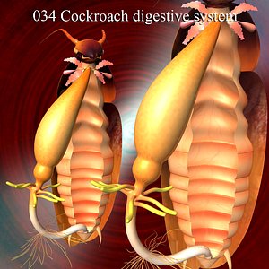 cockroach digestive 3d model