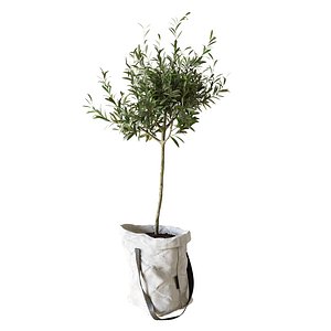 Olive tree in bag