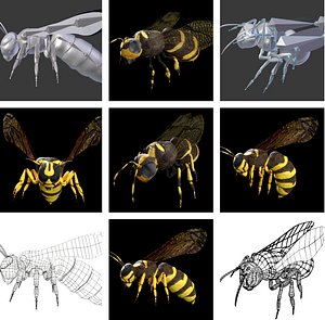 wasp rigged 3D model