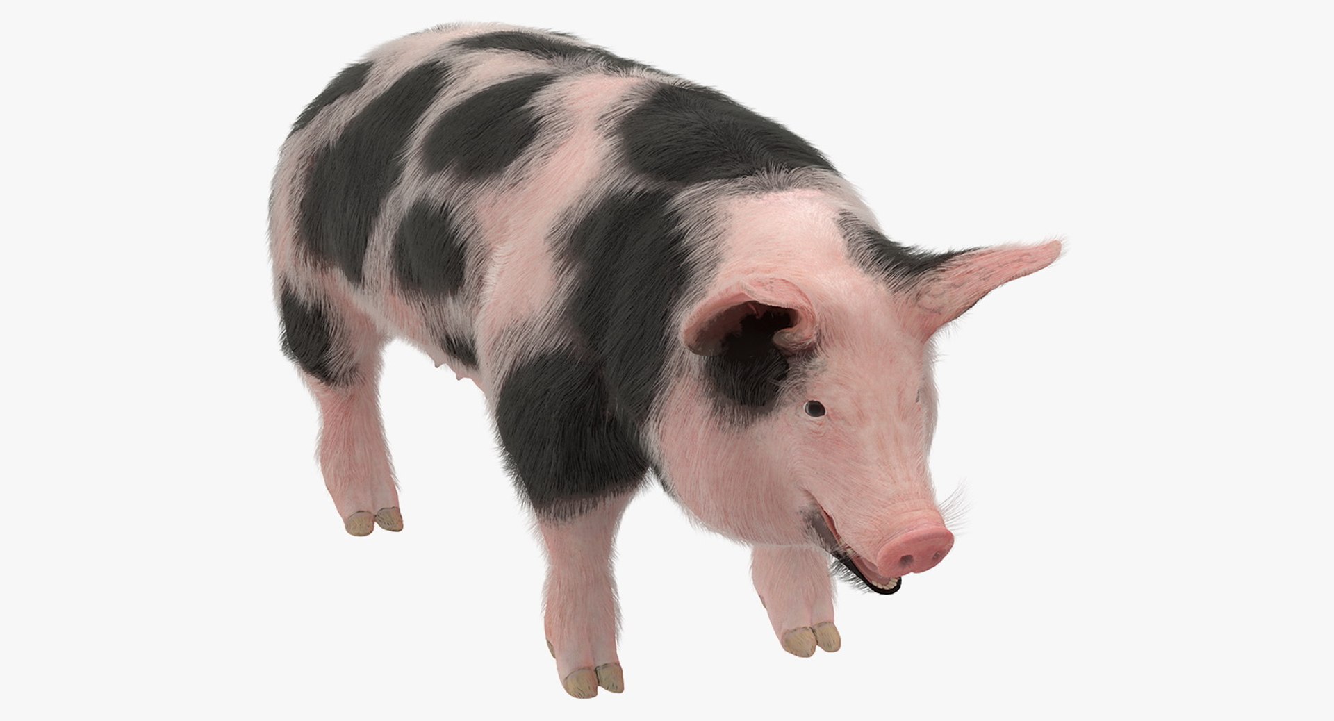 Pig Sow Peitrain with Fur 3D Model 3D model preview