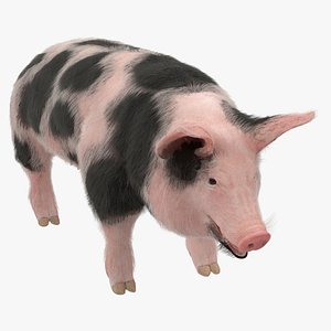pig sow peitrain animal fur 3D