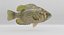 Rock Bass