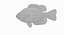 Rock Bass