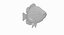 Rock Bass