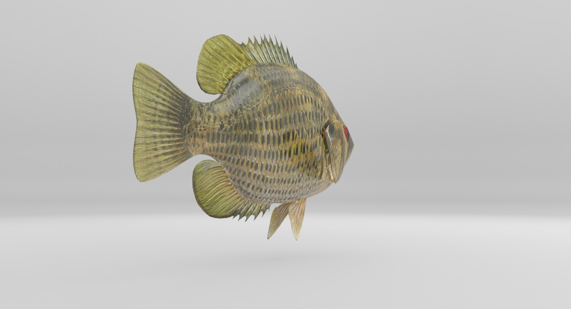 rock bass 3D https://p.turbosquid.com/ts-thumb/oa/s7Ynmf/Q4uf7OuZ/image000021/jpg/1521657937/1920x1080/fit_q87/b229deb84d1de4c3d0bc1a2266c25f1b3bb496e3/image000021.jpg