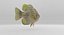 Rock Bass