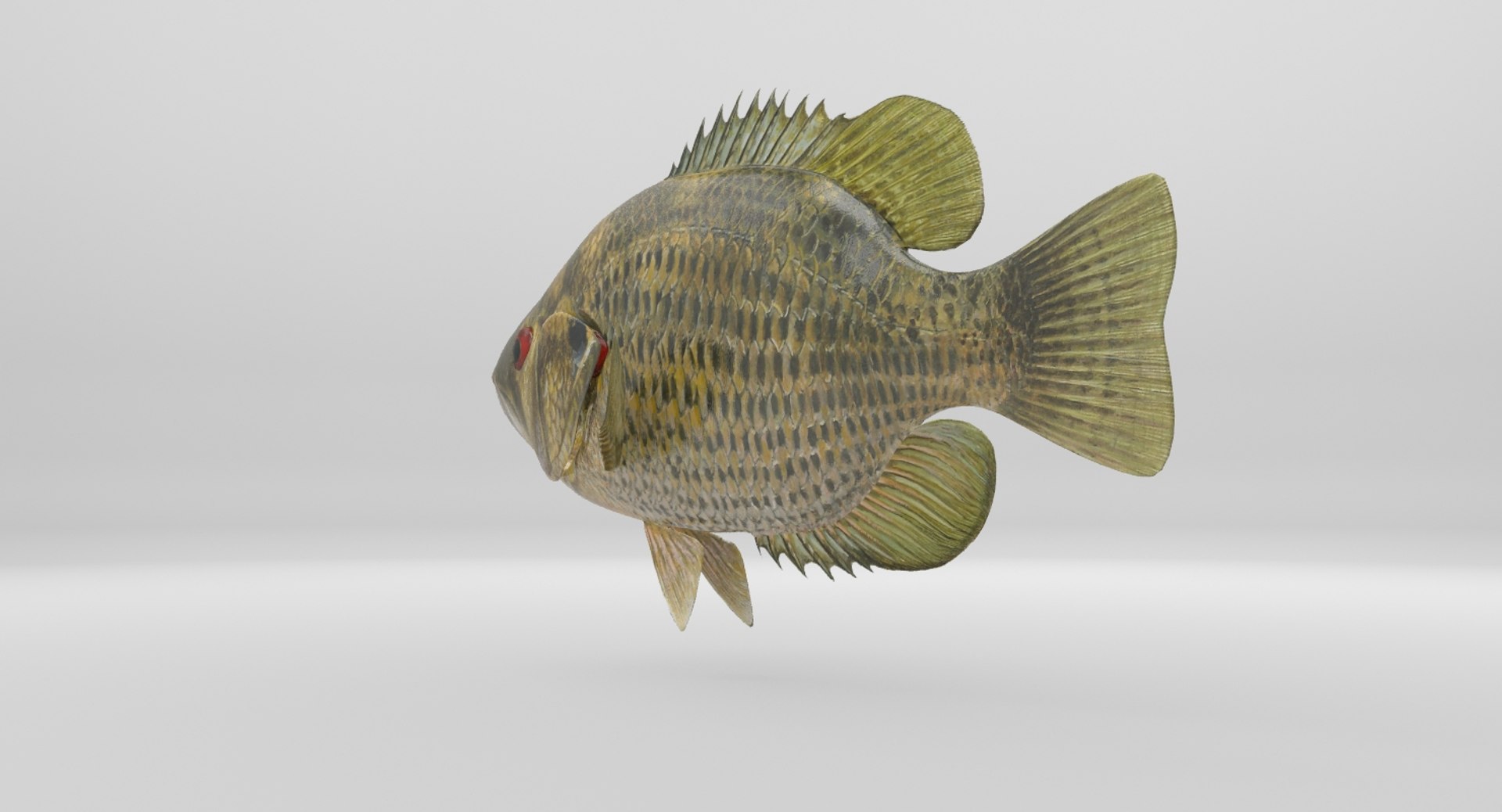 rock bass 3D https://p.turbosquid.com/ts-thumb/oa/s7Ynmf/WglppMOS/image000016/jpg/1521657937/1920x1080/fit_q87/300e207bb6985914d9da0feab1b33d25c58901d2/image000016.jpg