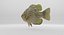 Rock Bass
