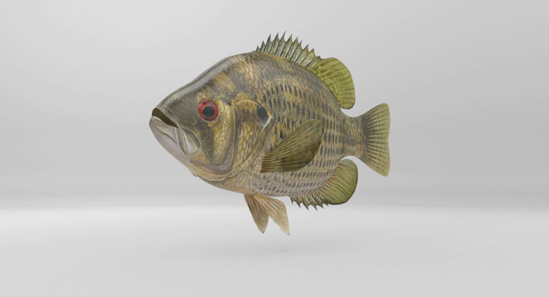 rock bass 3D https://p.turbosquid.com/ts-thumb/oa/s7Ynmf/XAqdq3Ur/image000009/jpg/1521657937/1920x1080/fit_q87/358ddb30c80e7f0490850300bb8db3536b10bb23/image000009.jpg