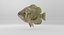 Rock Bass