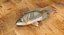 Rock Bass