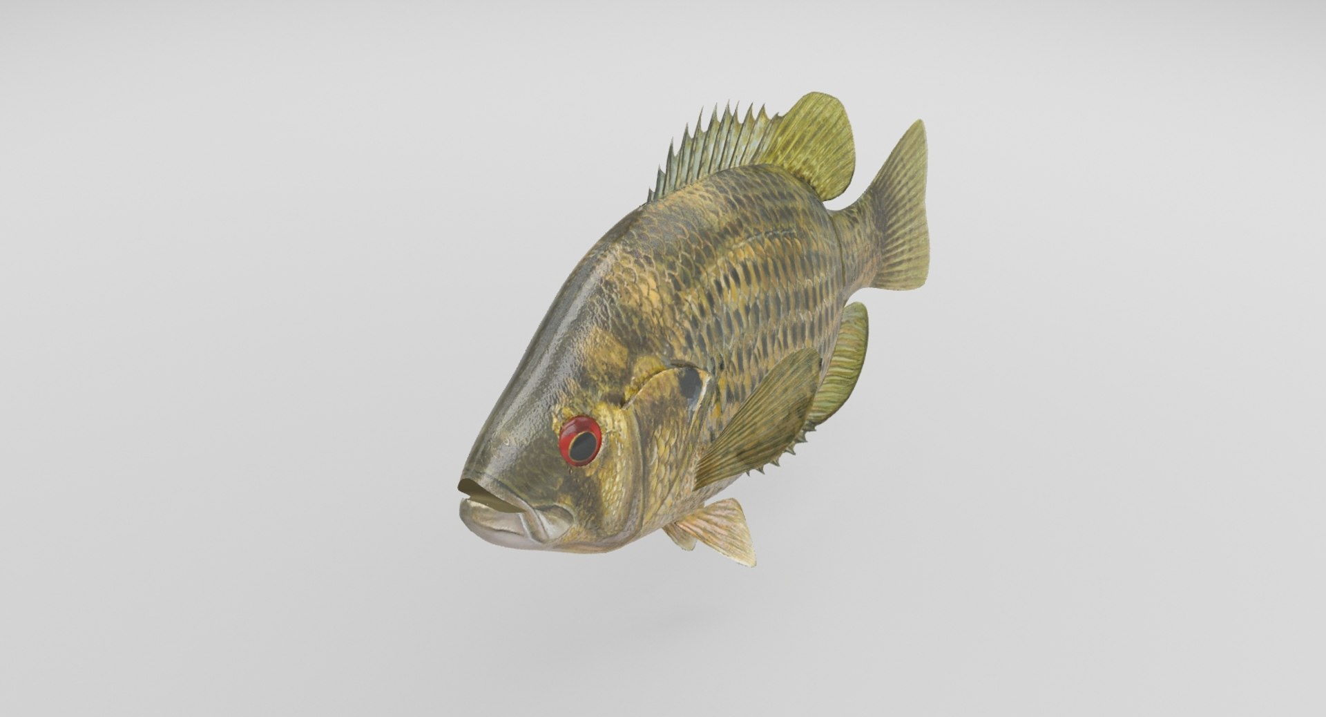 rock bass 3D https://p.turbosquid.com/ts-thumb/oa/s7Ynmf/eCSA2wpR/rockbass_03/jpg/1521657767/1920x1080/fit_q87/c505a38d98aee507416a252b3af3468fb99fe64b/rockbass_03.jpg