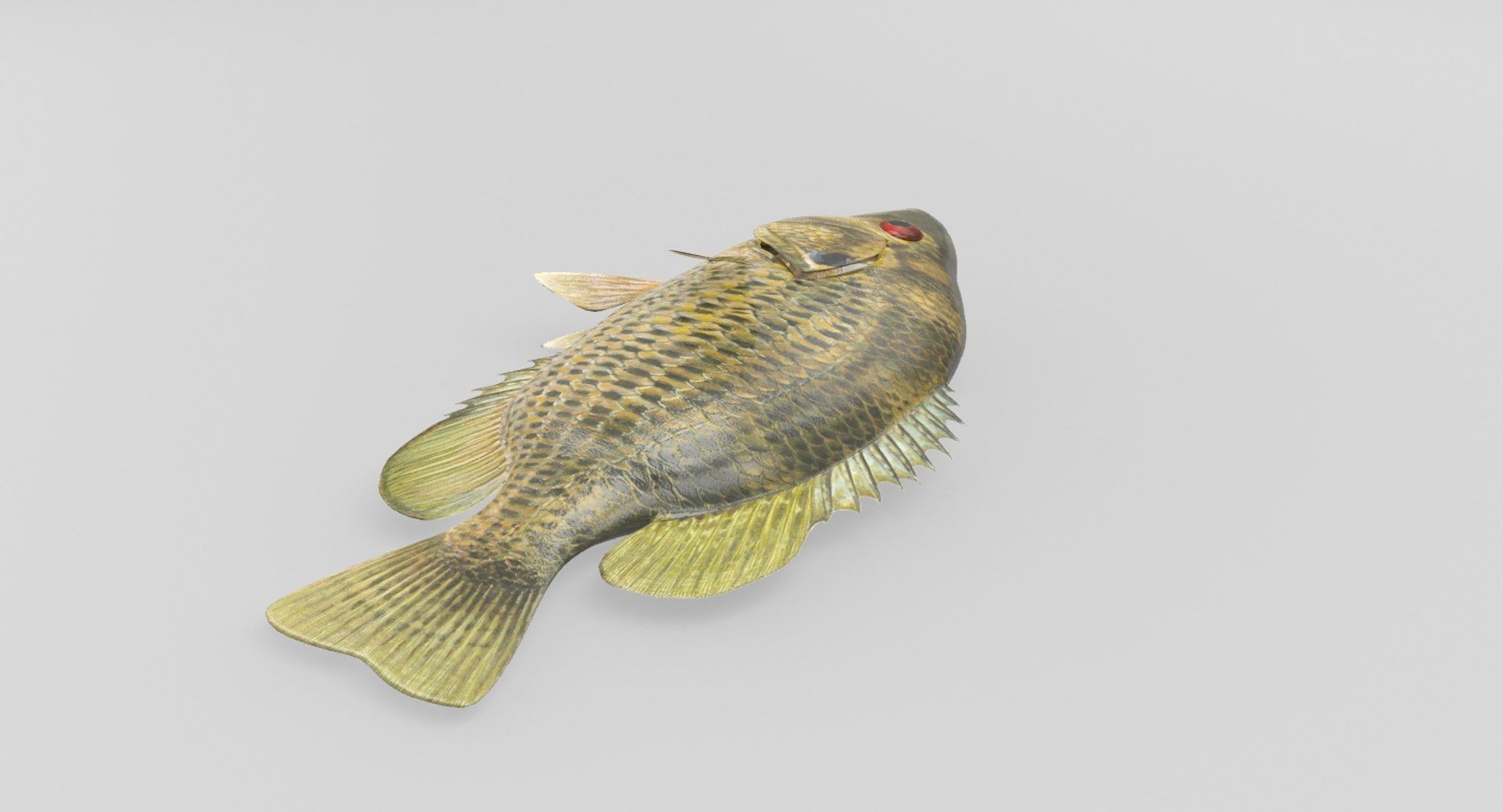 rock bass 3D https://p.turbosquid.com/ts-thumb/oa/s7Ynmf/iR78KCrr/rockbass_05/jpg/1521657767/1920x1080/fit_q87/5df67d3d048da4a8cdbc34cfb1e299e661a77eb0/rockbass_05.jpg