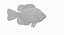 Rock Bass