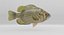 Rock Bass