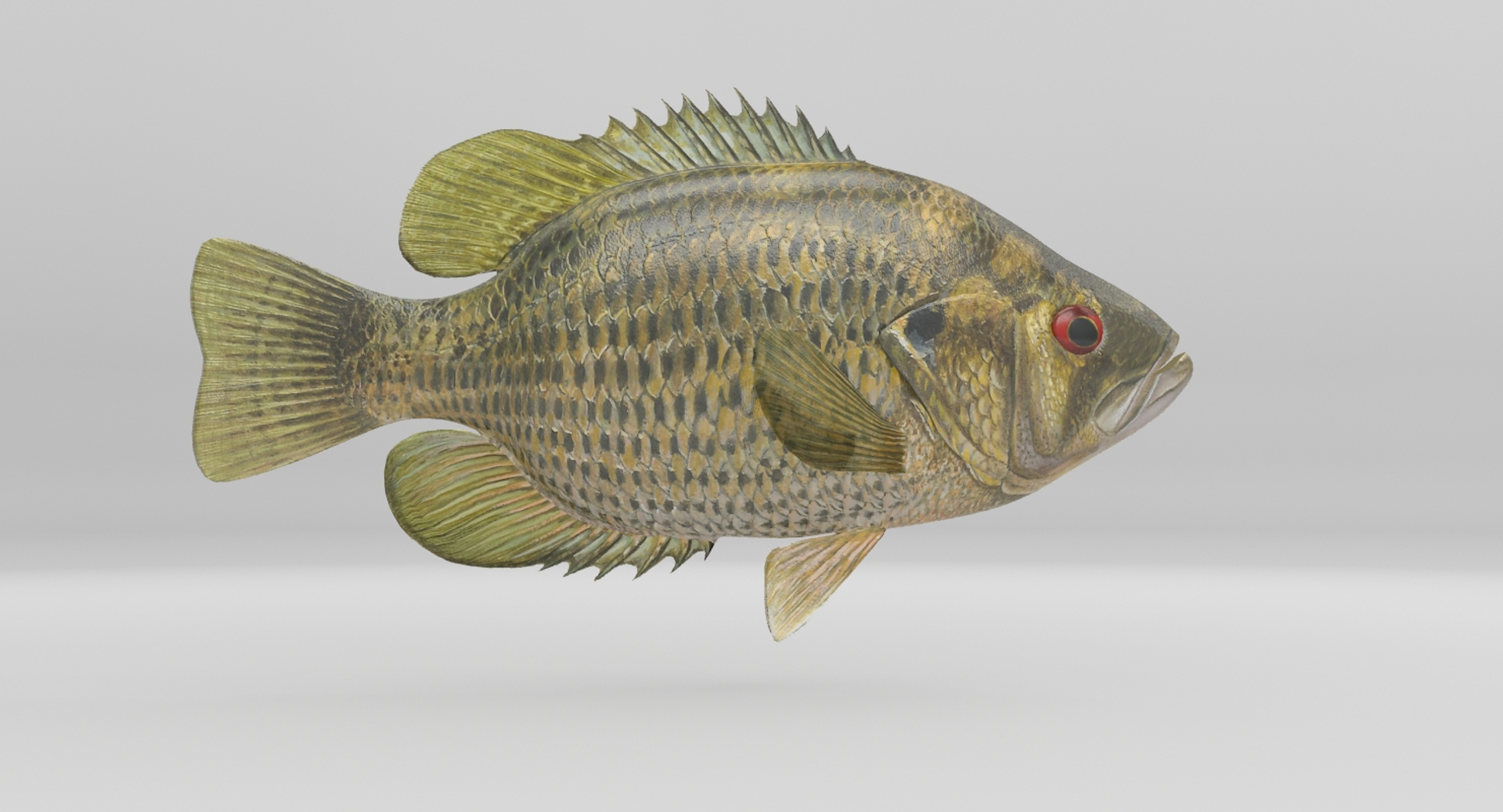 rock bass 3D https://p.turbosquid.com/ts-thumb/oa/s7Ynmf/rUHzcbU6/image/jpg/1521658063/1920x1080/turn_fit_q99/11f3bb698fd6fb60ddffe3e0261a0eb4d8f6cfb6/image-1.jpg