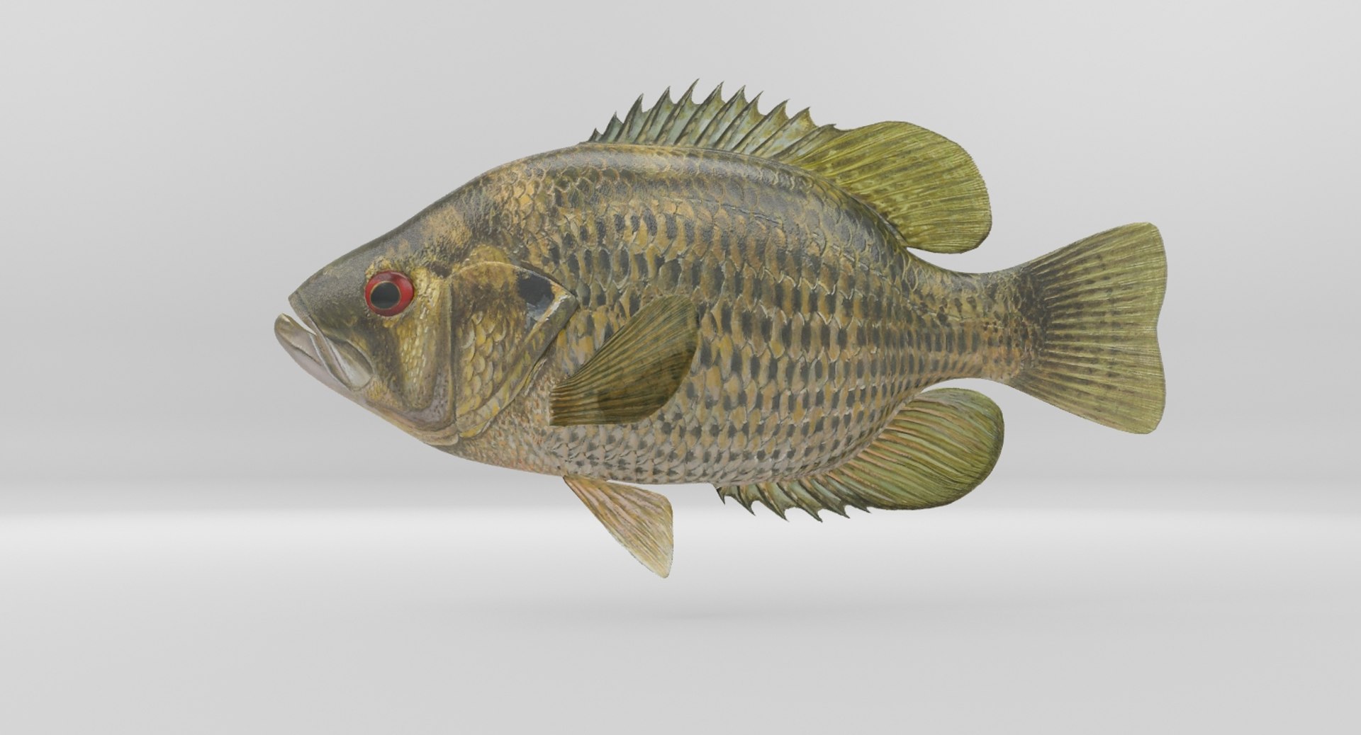 rock bass 3D https://p.turbosquid.com/ts-thumb/oa/s7Ynmf/sa64UyhR/image000012/jpg/1521657937/1920x1080/fit_q87/c3eef77a050656e970dafbf49c5a354a5b4c3ca8/image000012.jpg
