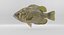 Rock Bass