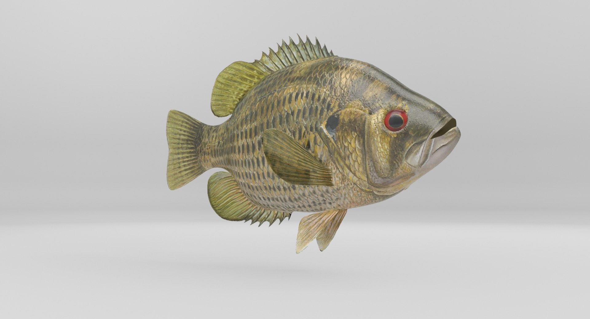 rock bass 3D https://p.turbosquid.com/ts-thumb/oa/s7Ynmf/x1QhPaEy/image000003/jpg/1521657937/1920x1080/fit_q87/5ce8c3c7067134e91276be3e4a2a2412c356e1e7/image000003.jpg