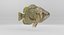 Rock Bass