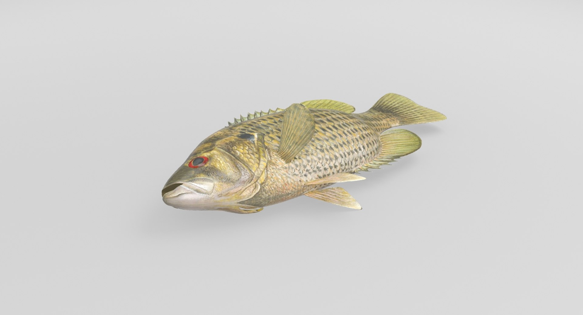 rock bass 3D https://p.turbosquid.com/ts-thumb/oa/s7Ynmf/xu9RcmwF/rockbass_02/jpg/1521657767/1920x1080/fit_q87/8a5b47e100aa05239257e1c3d2b25a7e52dfca18/rockbass_02.jpg