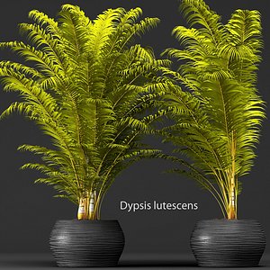 3d palm tree