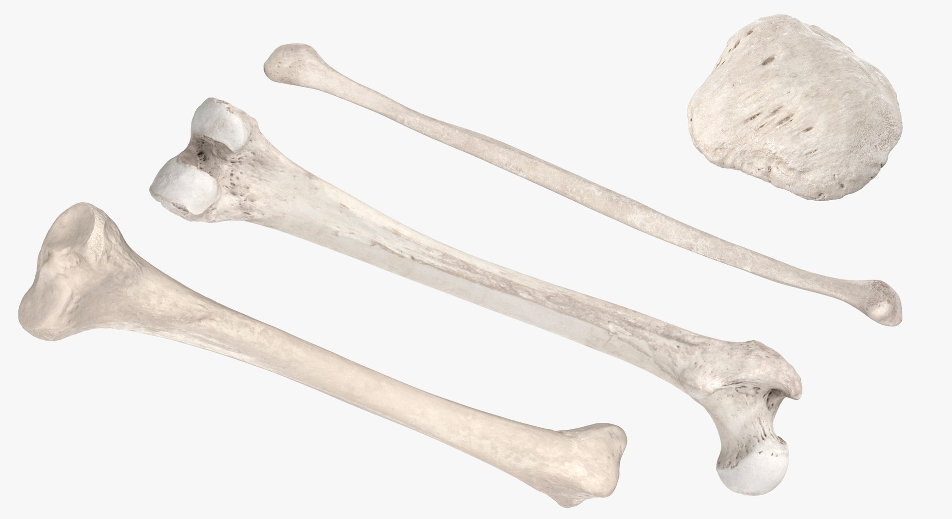3D Human Leg Bones Collection Full White -  24 models model https://p.turbosquid.com/ts-thumb/oa/uHpnm7/3L/1aaa/jpg/1624022064/1920x1080/fit_q87/526bd5c903440215f5d822bd07fbacc3f958a96e/1aaa.jpg