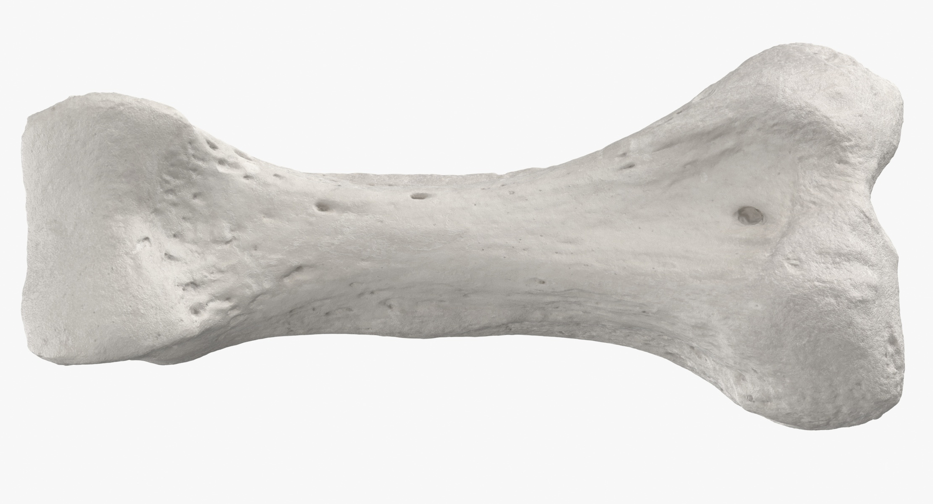 3D Human Leg Bones Collection Full White -  24 models model https://p.turbosquid.com/ts-thumb/oa/uHpnm7/53/0000/jpg/1590661400/1920x1080/turn_fit_q99/383057f698930074f59baa4159ce03b885cc9bdd/0000-1.jpg