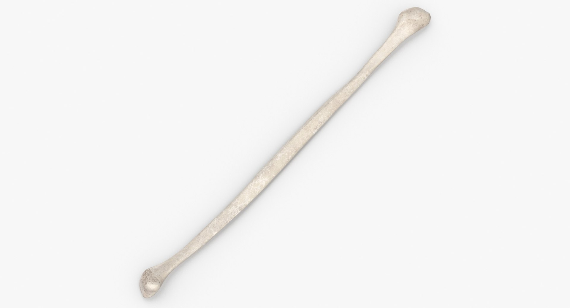 3D Human Leg Bones Collection Full White -  24 models model https://p.turbosquid.com/ts-thumb/oa/uHpnm7/7U/human_fibula_bone_01_white_thumbnail_0002/jpg/1624022019/1920x1080/fit_q87/2754d8c016352811e3febd75ce5f587a651344b1/human_fibula_bone_01_white_thumbnail_0002.jpg