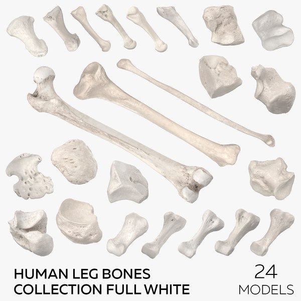 3D Human Leg Bones Collection Full White - 24 models model