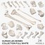 Colección Human Leg Bones Full White - 24 modelos