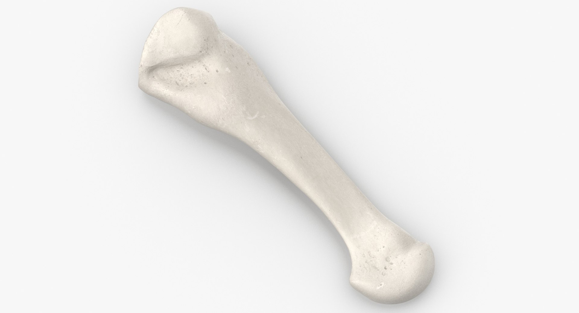 3D Human Leg Bones Collection Full White -  24 models model https://p.turbosquid.com/ts-thumb/oa/uHpnm7/D5/fourth_metatarsal_bone_01_white_thumbnail_0002/jpg/1624022025/1920x1080/fit_q87/5535a28f8f92b1f296660af2527f873ff3424cf5/fourth_metatarsal_bone_01_white_thumbnail_0002.jpg