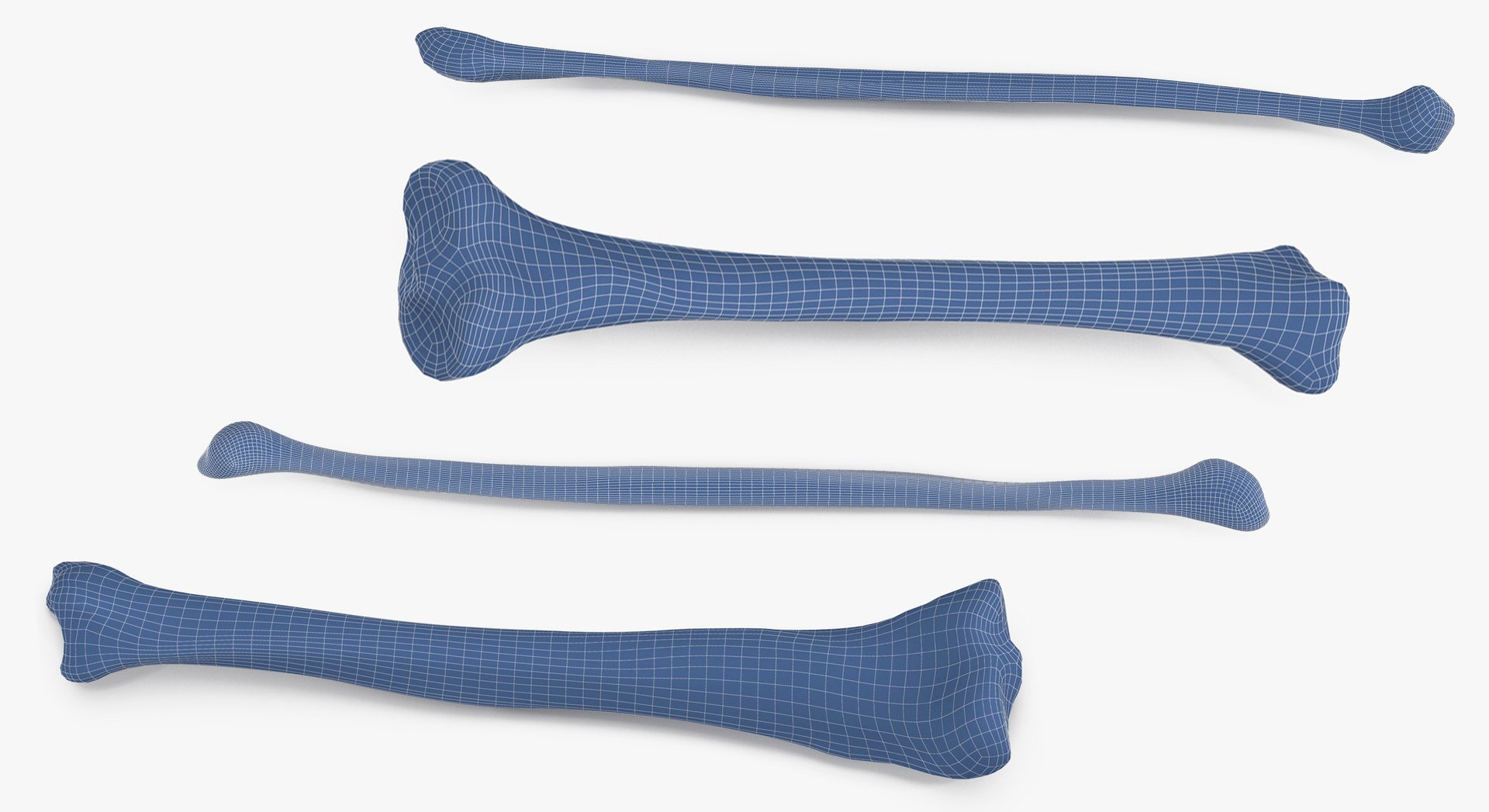 3D Human Leg Bones Collection Full White -  24 models model https://p.turbosquid.com/ts-thumb/oa/uHpnm7/Eo/10/jpg/1624022563/1920x1080/fit_q87/8a63c5f2538c497f77a2755062cd01b1fd59c3c5/10.jpg