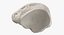 Colección Human Leg Bones Full White - 24 modelos