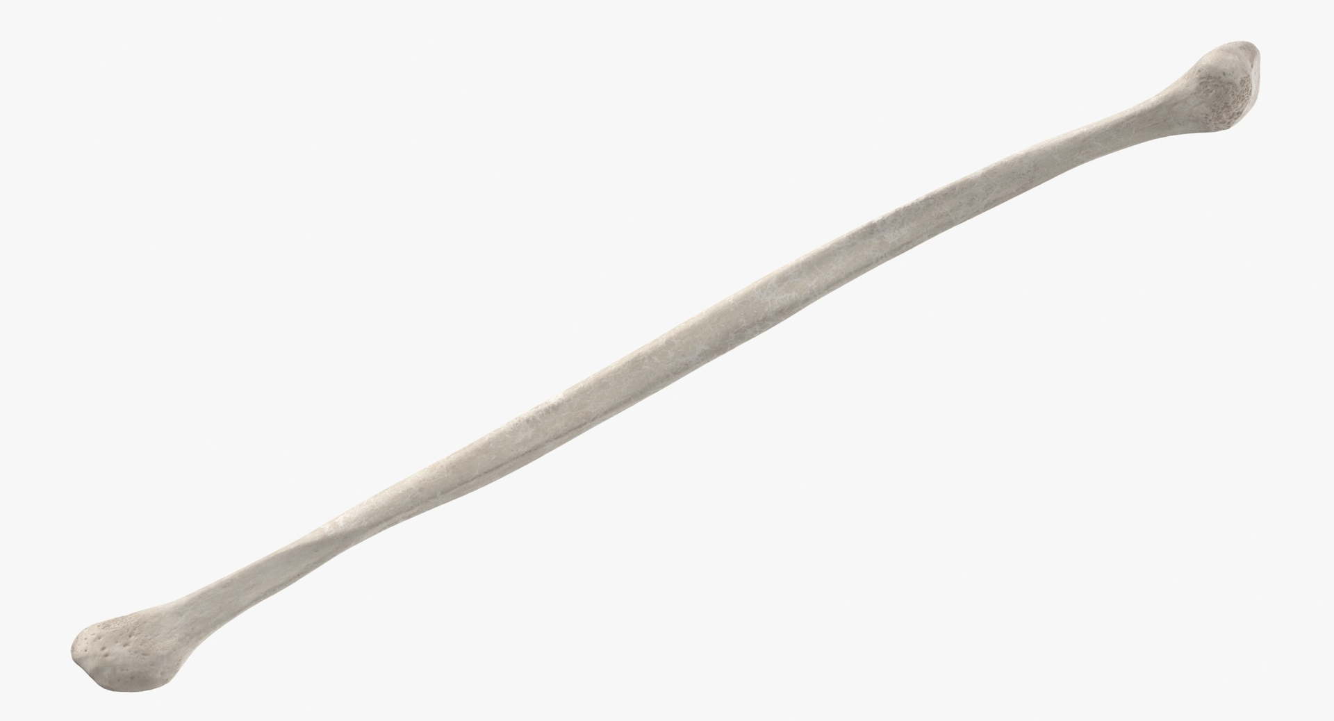3D Human Leg Bones Collection Full White -  24 models model https://p.turbosquid.com/ts-thumb/oa/uHpnm7/He/0000/jpg/1586508724/1920x1080/turn_fit_q99/fa8da68acd38f8d981e72d65519979c51d3a2062/0000-1.jpg