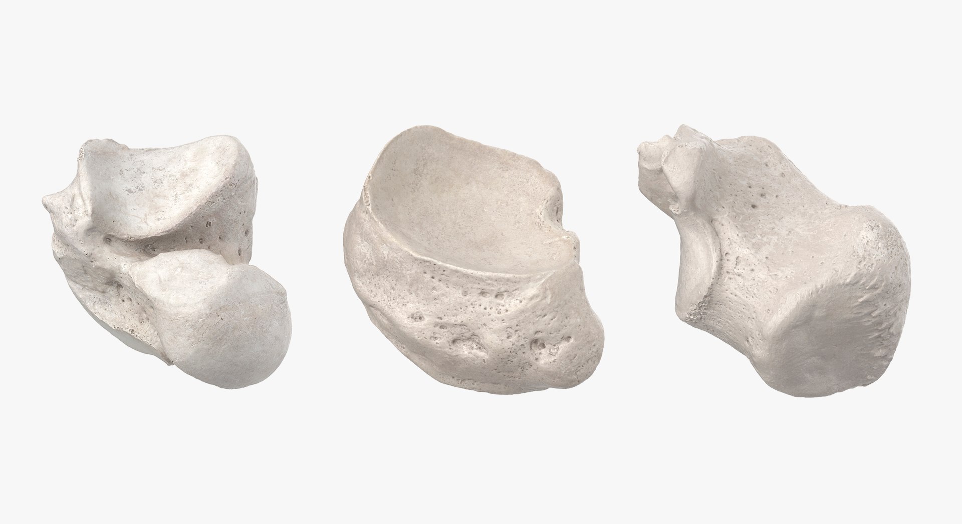 3D Human Leg Bones Collection Full White -  24 models model https://p.turbosquid.com/ts-thumb/oa/uHpnm7/Oq/8/jpg/1624022065/1920x1080/fit_q87/22af2dca8d0a919802c148be68e3f926e557c38b/8.jpg