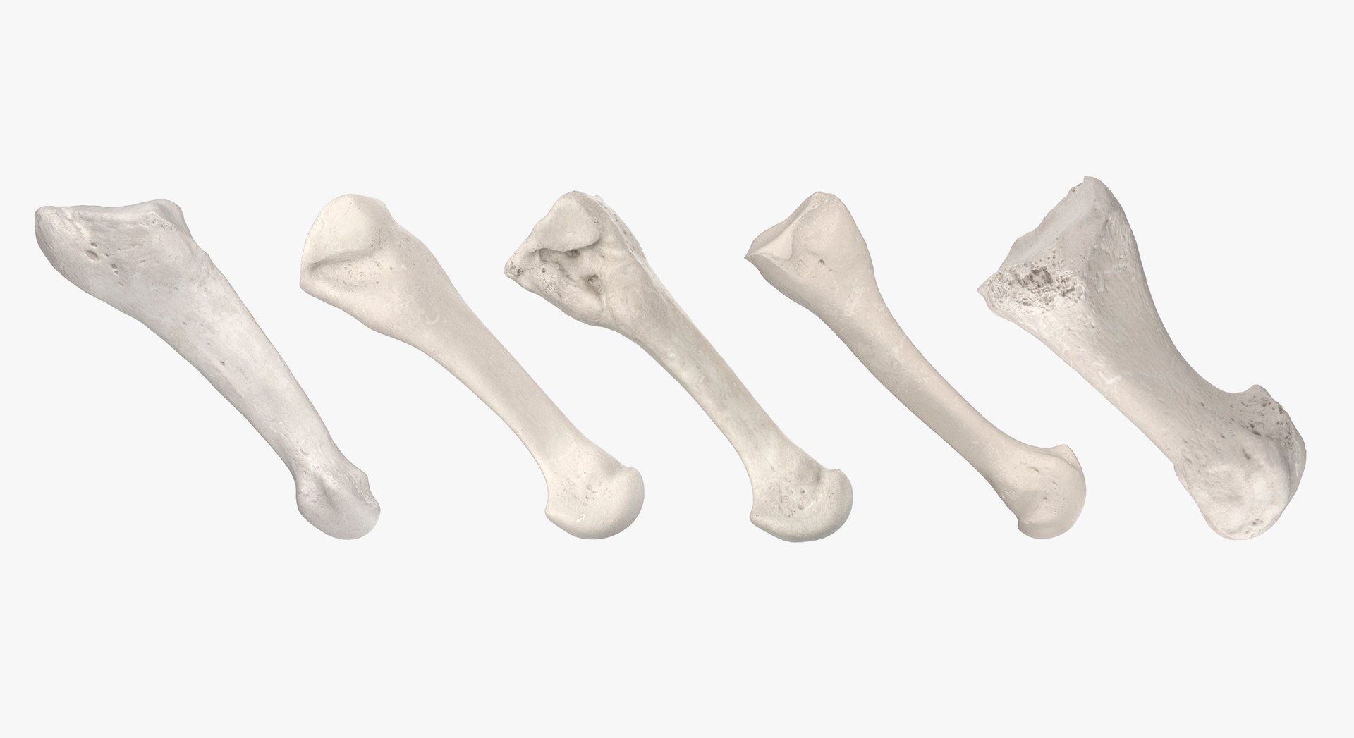 3D Human Leg Bones Collection Full White -  24 models model https://p.turbosquid.com/ts-thumb/oa/uHpnm7/PT/6/jpg/1624022041/1920x1080/fit_q87/08bab282d061ca495e496521637b462ae171474c/6.jpg