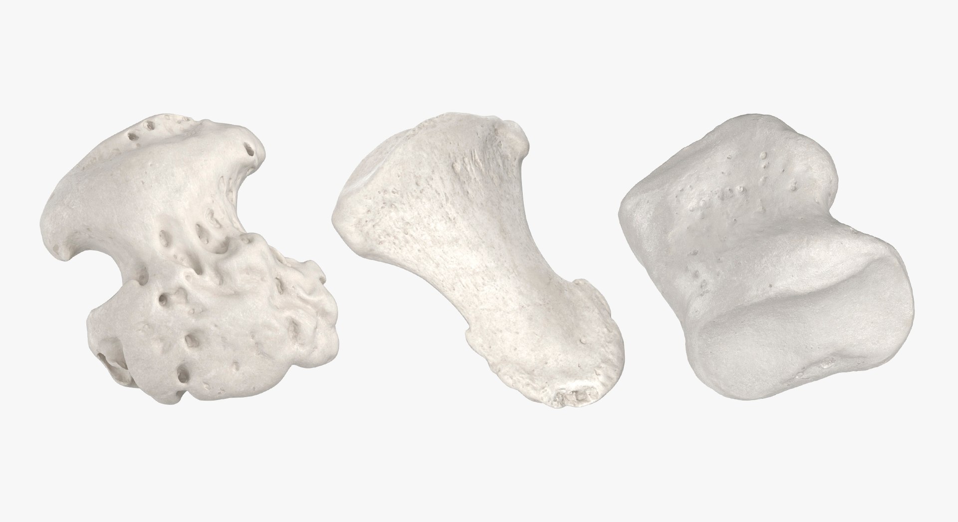3D Human Leg Bones Collection Full White -  24 models model https://p.turbosquid.com/ts-thumb/oa/uHpnm7/Tq/4/jpg/1624022063/1920x1080/fit_q87/1e3efc1d9e89f8bd5f69caf2e9a37b91b931a542/4.jpg