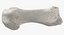 Colección Human Leg Bones Full White - 24 modelos