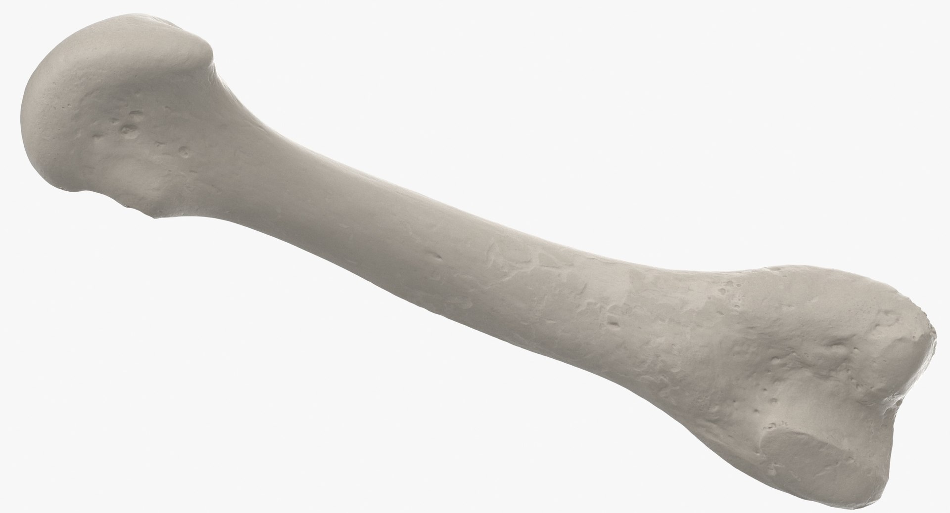 3D Human Leg Bones Collection Full White -  24 models model https://p.turbosquid.com/ts-thumb/oa/uHpnm7/ZL/third_metatarsal_bone_01_white_thumbnail_0008/jpg/1624022040/1920x1080/fit_q87/6c8d685c0c54fe6a27ee49004a1ddc3d7c25784d/third_metatarsal_bone_01_white_thumbnail_0008.jpg