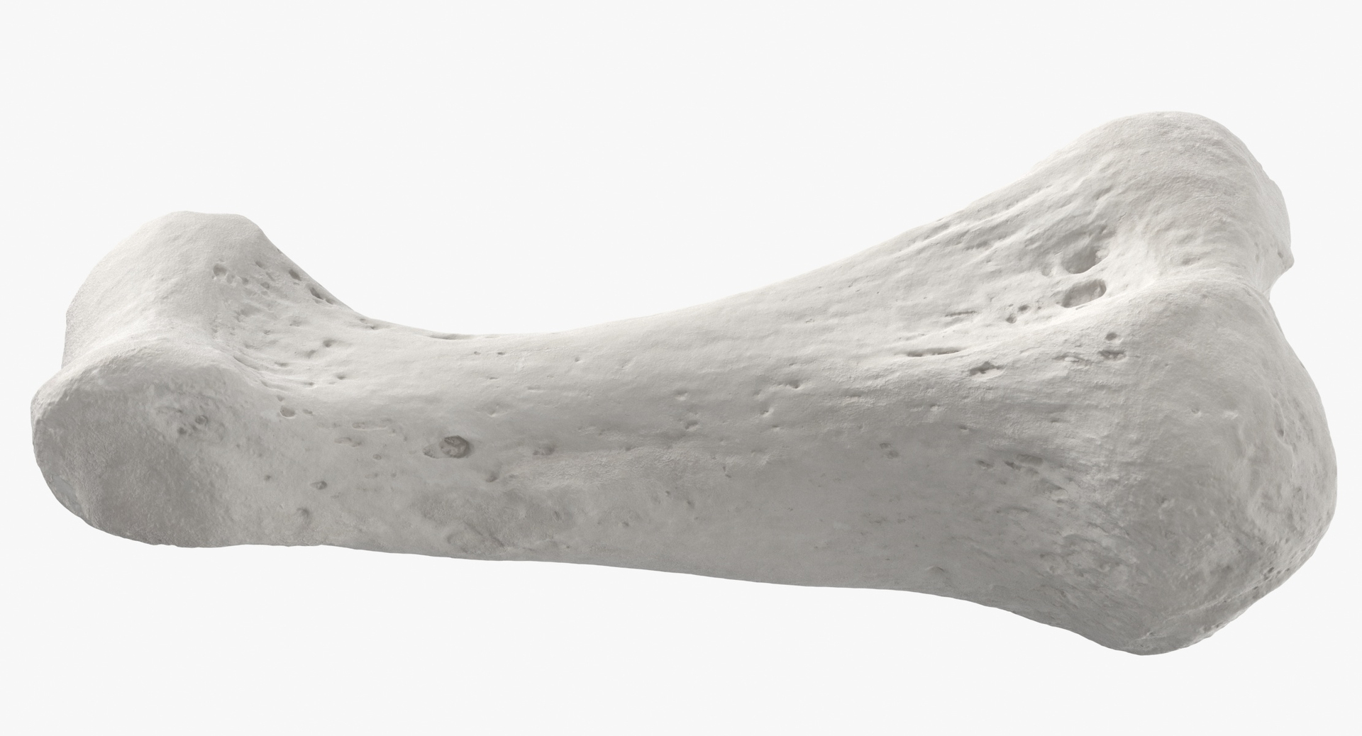 3D Human Leg Bones Collection Full White -  24 models model https://p.turbosquid.com/ts-thumb/oa/uHpnm7/hS/0000/jpg/1590143261/1920x1080/turn_fit_q99/07128266e6c8e14e6f3d955ec8851835c3db2283/0000-1.jpg